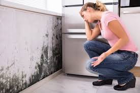 Why You Should Choose Our Mold Remediation Services in El Paso De Robles, CA